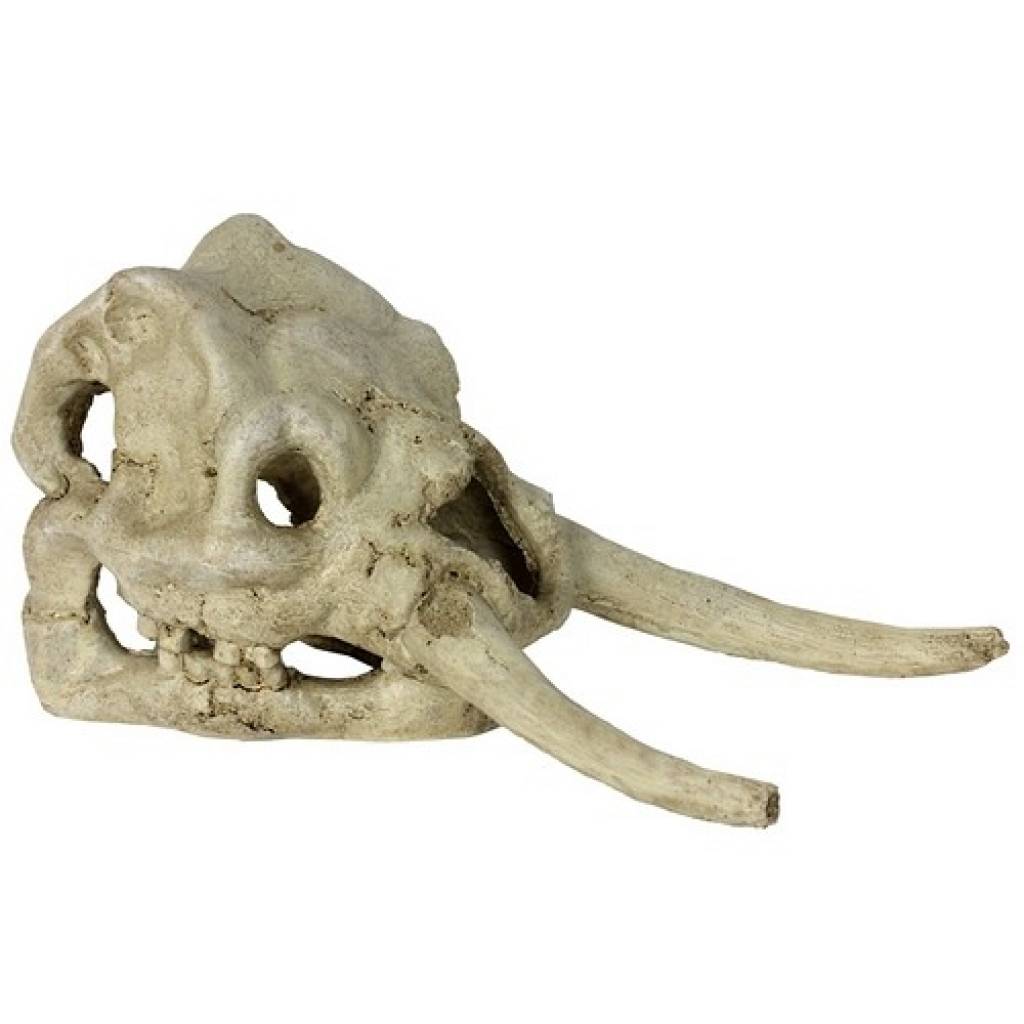 Dinosaurus Skull (22x11x12.5cm)LxBxH